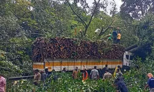 കുമളിയിൽ നിർത്തിയിട്ട ലോറിക്കും ബസിനും ഇടയിലേക്ക് മരം വീണു