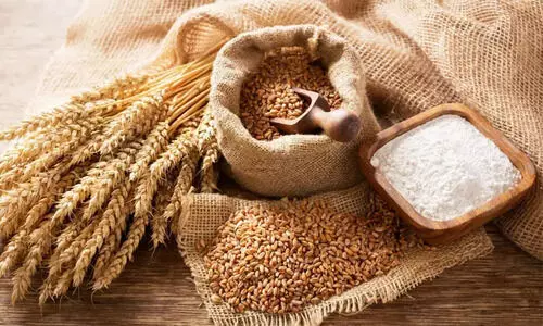 ശരീരഭാരമേറ്റൽ, ഉയർന്ന രക്തസമ്മർദ്ദം: ‘ആധുനിക ഗോതമ്പ്’ ആരോഗ്യത്തിന് അപകടകരമോ?