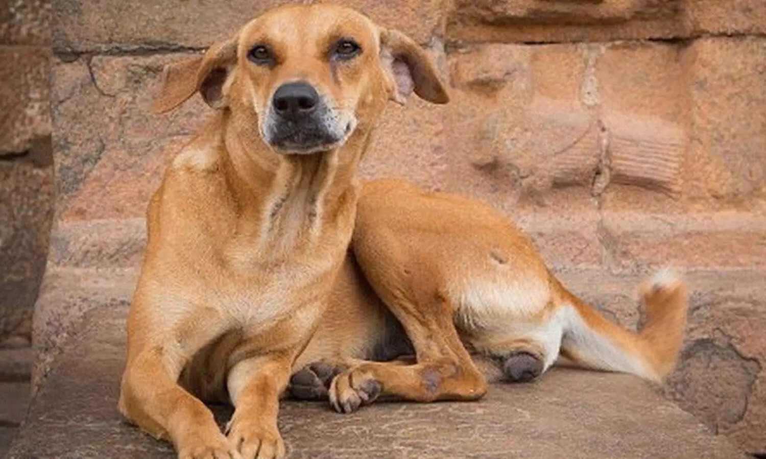 കോഴികളെ കൊന്നൊടുക്കി തെരുവുനായ്​ക്കൾ; പൊറുതിമുട്ടി വാഴക്കാല നിവാസികൾ