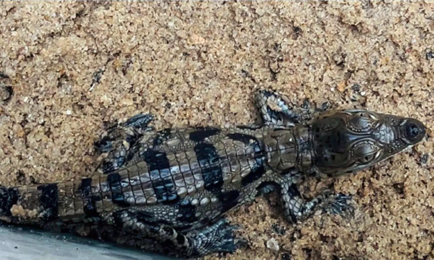 മൃഗശാലയിൽ ചതുപ്പ് മുതലക്കുഞ്ഞുങ്ങൾ വിരിഞ്ഞിറങ്ങി