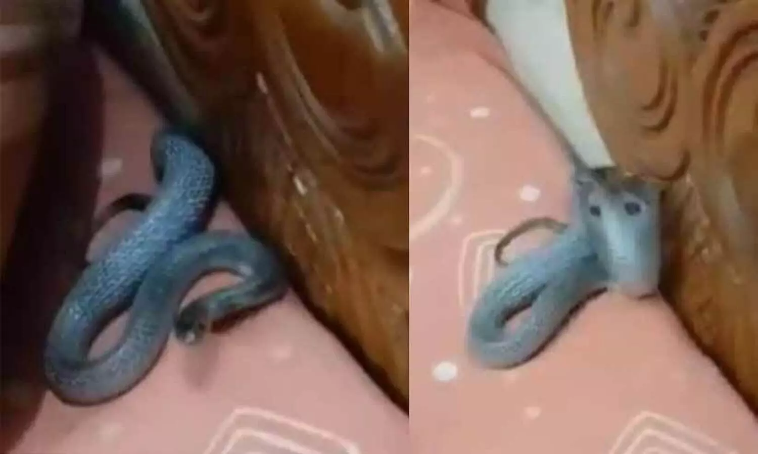 തലയിണക്കടിയിൽ വിഷ സർപ്പം; സമൂഹ മാധ്യമങ്ങളിൽ വൈലായി ദൃശ്യങ്ങൾ