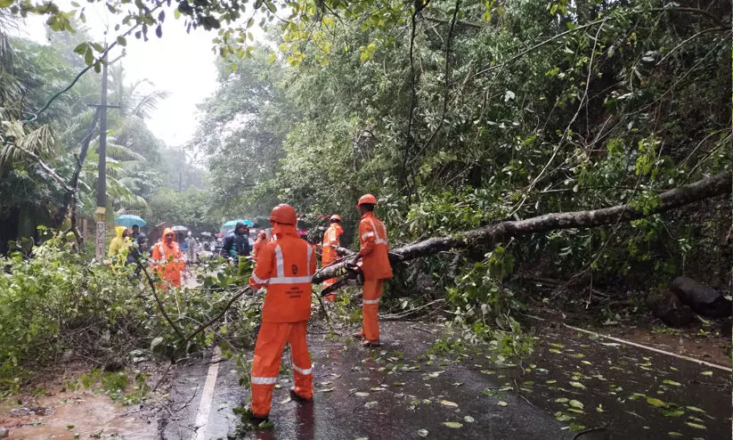 വടകര-പേരാമ്പ്ര റോഡിൽ മരംവീണ് ഗതാഗതം തടസ്സപ്പെട്ടു