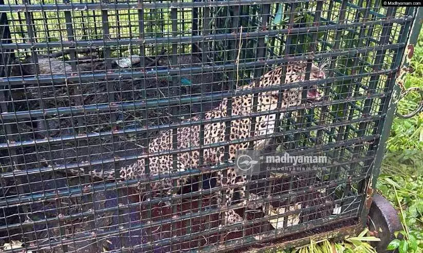 കടുവയെ പിടിക്കാൻ കെണിവച്ചു; കരുവാരക്കുണ്ടിലെ കൂട്ടിൽ കുടുങ്ങിയത് പുലി കടുവയെ പിടിക്കാൻ കെണിവച്ചു; കരുവാരക്കുണ്ടിലെ കൂട്ടിൽ കുടുങ്ങിയത് പുലി