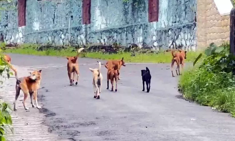 വെ​ള്ളി​ക്കു​ള​ങ്ങ​ര​യി​ല്‍ തെ​രു​വു​നാ​യ് ശ​ല്യം വ​ര്‍ധി​ച്ചു