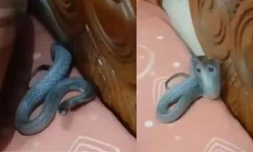 തലയിണക്കടിയിൽ വിഷ സർപ്പം; സമൂഹ മാധ്യമങ്ങളിൽ വൈലായി ദൃശ്യങ്ങൾ