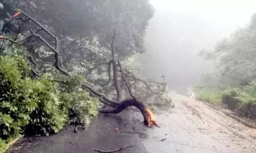 ച​ർ​മാ​ടി ചു​ര​ത്തി​ൽ കാ​റി​ന് മു​ക​ളി​ൽ മ​രം വീ​ണു