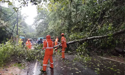 വടകര-പേരാമ്പ്ര റോഡിൽ മരംവീണ് ഗതാഗതം തടസ്സപ്പെട്ടു