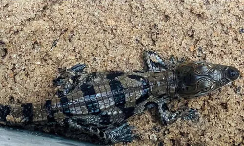 മൃഗശാലയിൽ ചതുപ്പ് മുതലക്കുഞ്ഞുങ്ങൾ വിരിഞ്ഞിറങ്ങി