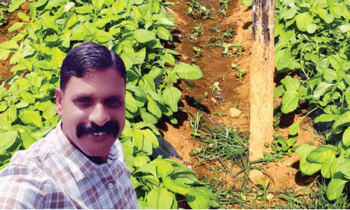 ‘കൃഷിയിലെ വരുമാനം ഉപയോഗിച്ച് ടിപ്പറും കാറും ഭൂമിയുമെല്ലാം സ്വന്തമാക്കി’ -ഡ്രൈവർ ജോലി ഉപേക്ഷിച്ച് മണ്ണിലിറങ്ങി പൊന്നുവിളയിക്കുകയാണ് വയനാട്ടുകാരൻ അനൂസ്