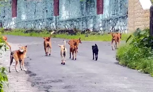 വെ​ള്ളി​ക്കു​ള​ങ്ങ​ര​യി​ല്‍ തെ​രു​വു​നാ​യ് ശ​ല്യം വ​ര്‍ധി​ച്ചു