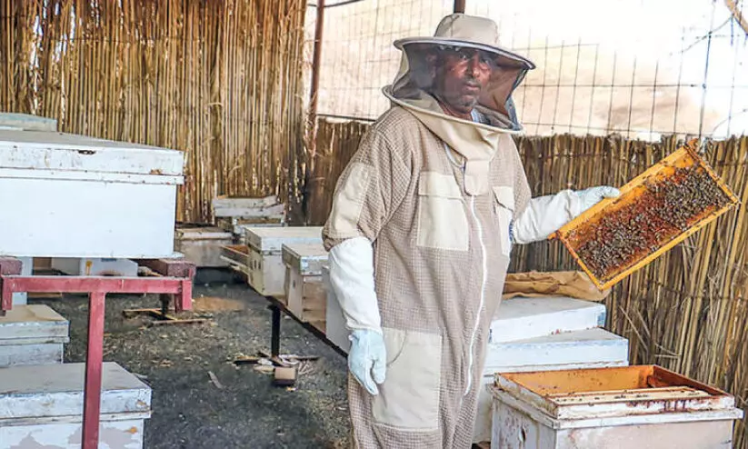 honey farming honey farming