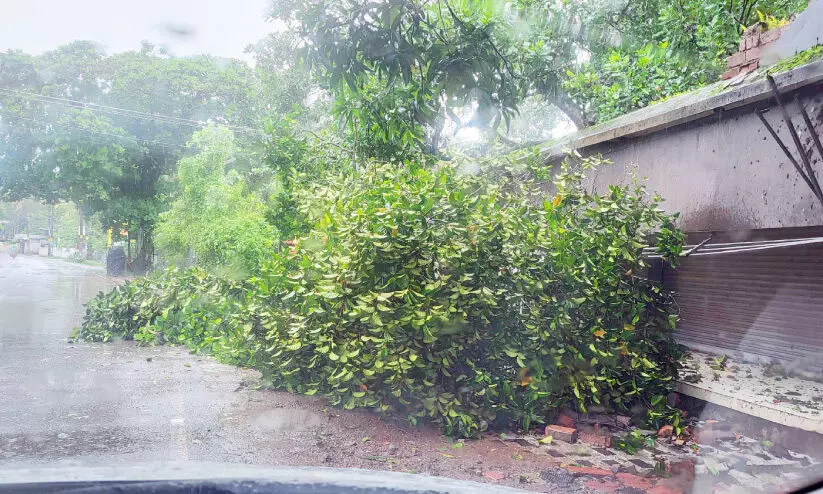 മഴയും കാറ്റും: കരുനാഗപ്പള്ളിയിൽ 43 വീടുകളും സ്‌കൂളും തകർന്നു