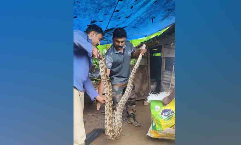 കോഴിക്കൂട്ടിൽ നിന്ന് കൂറ്റൻ പെരുമ്പാമ്പിനെ പിടികൂടി | Huge python ...