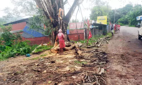 ഭീ​ഷ​ണി ഒ​ഴി​യു​ന്നു; തി​രു​ണ്ടി​യി​ലെ ആ​ൽ​മ​ര ശി​ഖ​ര​ങ്ങ​ൾ മു​റി​ച്ചു​തു​ട​ങ്ങി