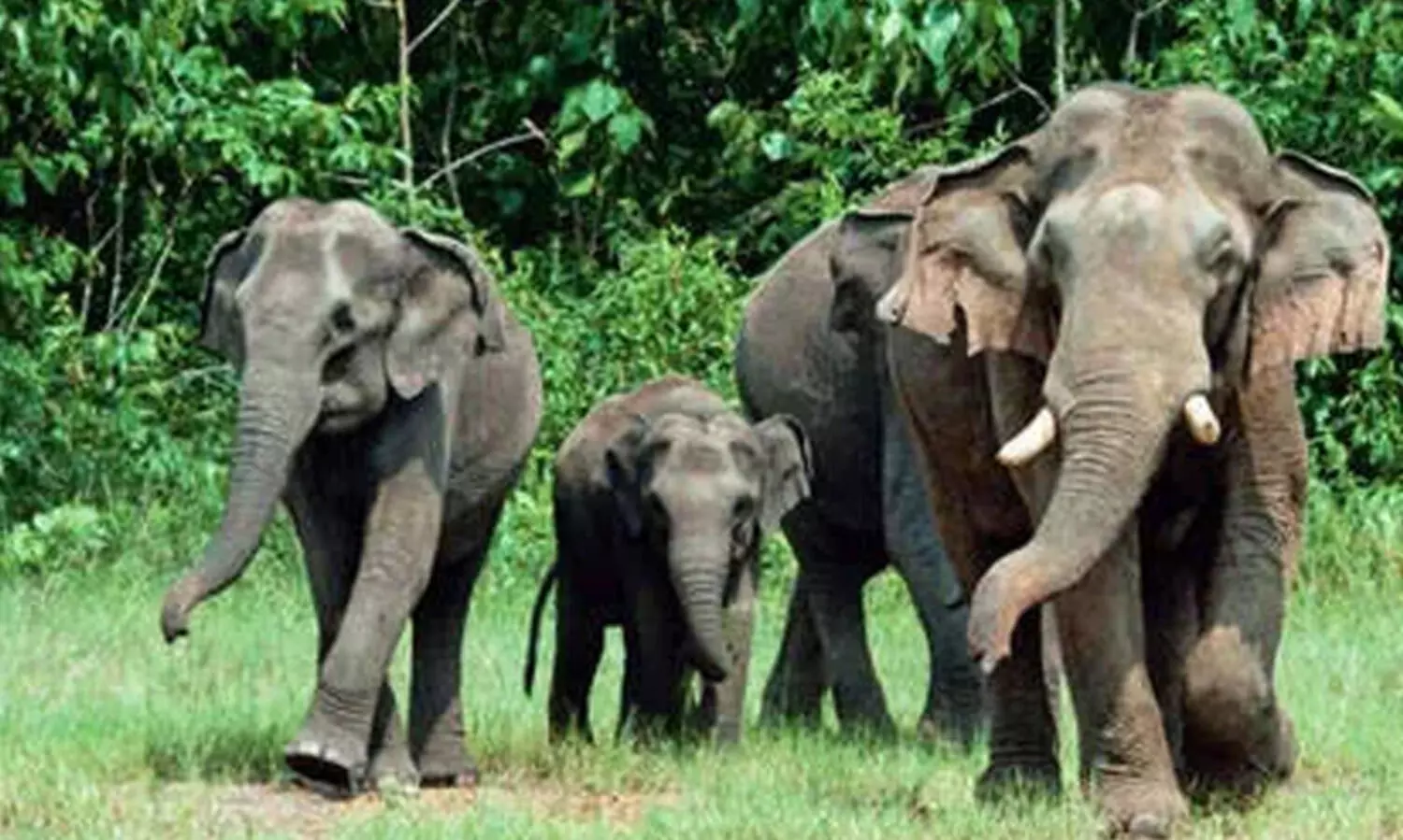 കാട്ടാന ശല്യം; വലഞ്ഞ് മലയോരം
