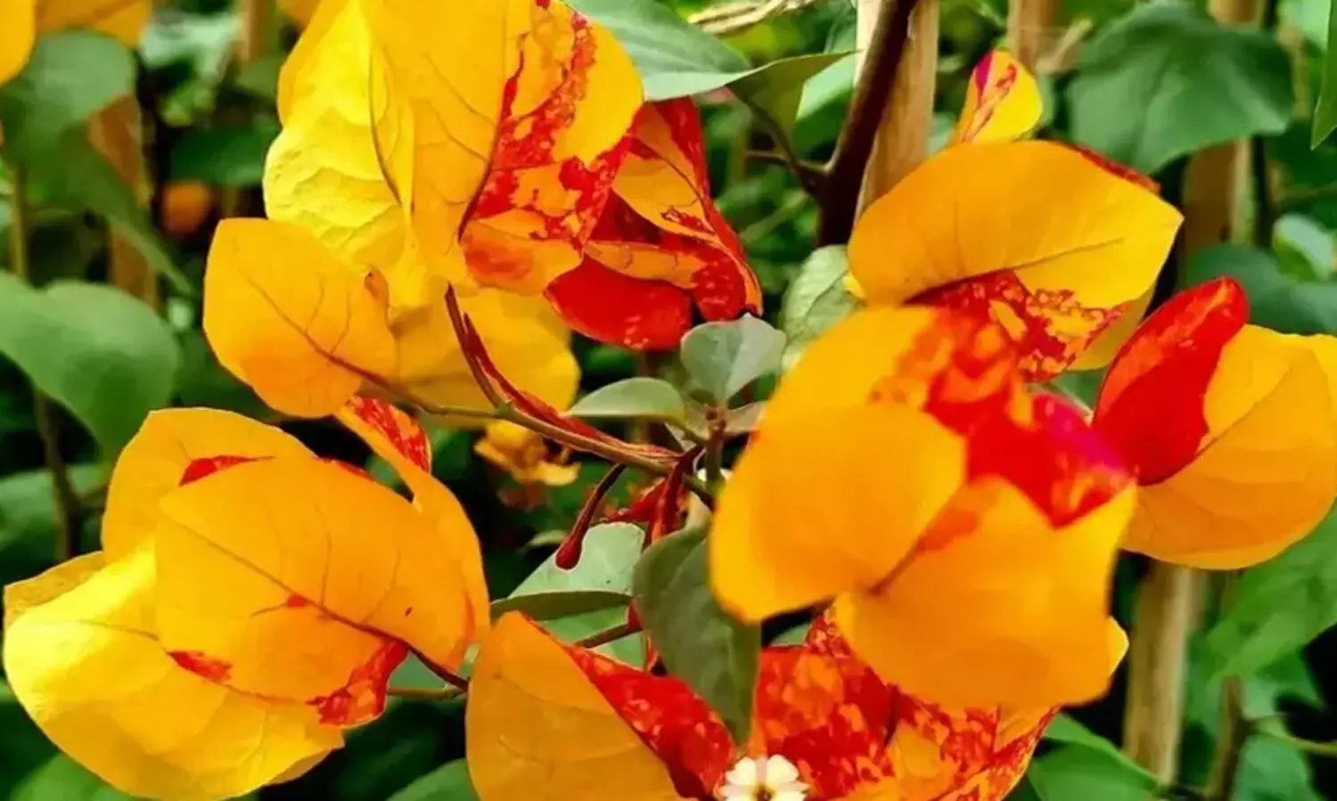 മനോഹരം ‘അഡർന ബോഗൻവില്ല’