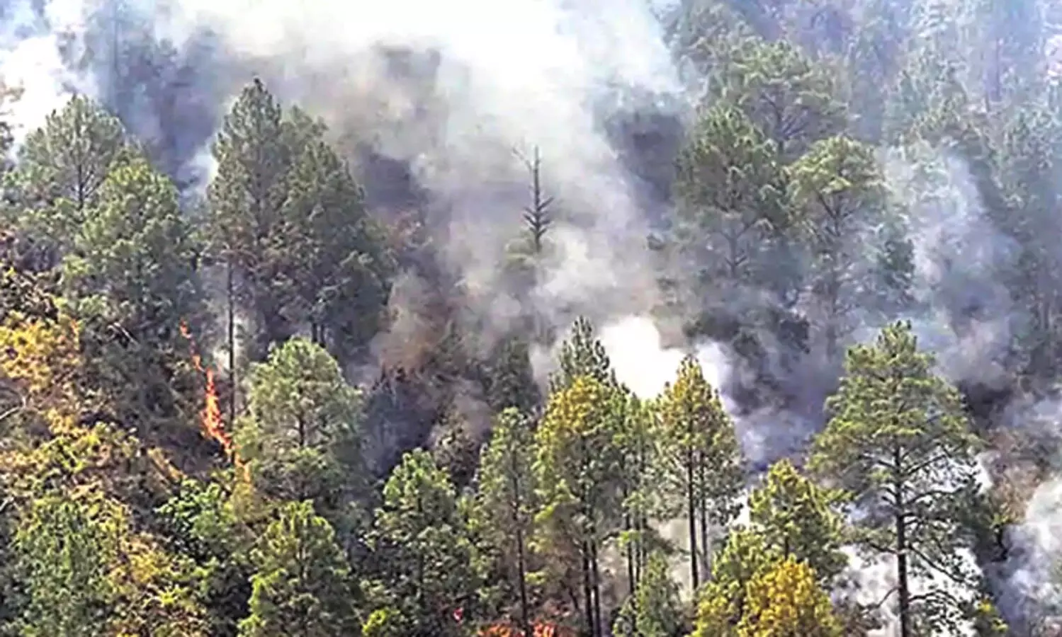ഉത്തരാഖണ്ഡിലെ കാടുകൾ കത്തിത്തീരുന്നു; ആരാണിതിന്റെ പിന്നിൽ?
