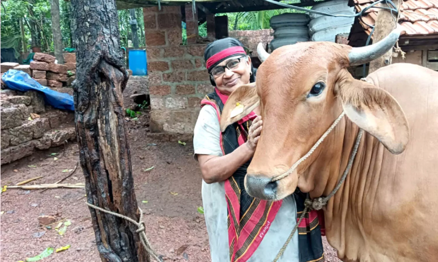 നി​ർ​മ​ല​യു​ടെ ക്ഷീ​ര​ഗാ​ഥ; ക്ഷീ​രോ​ൽ​പാ​ദ​ന മേ​ഖ​ല​യി​ൽ​ വേ​റി​ട്ട വി​ജ​യ​ഗാ​ഥ​യു​മാ​യി മു​ന്നേ​റി ത​ളി​പ്പ​റ​മ്പി​ലെ നി​ർ​മ​ല എ​സ്. നാ​യ​ർ