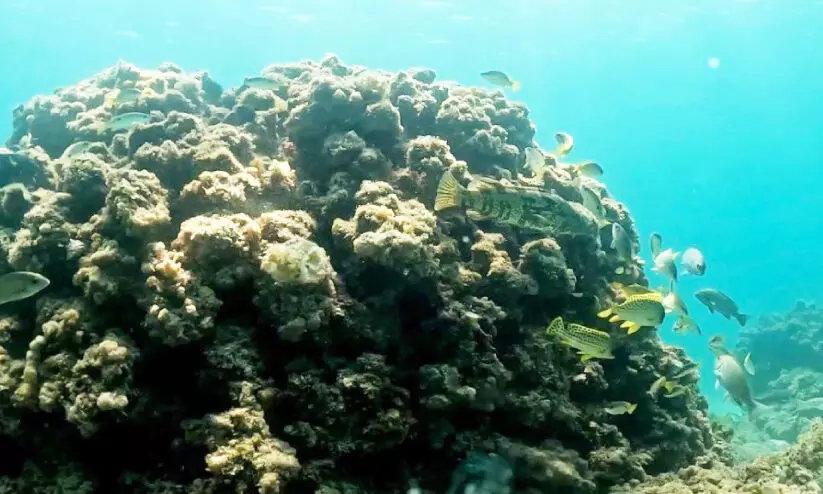 സമുദ്ര ജൈവവൈവിധ്യം; സുസ്ഥിര വിനോദസഞ്ചാരത്തിൽ ഖത്തറിന്റെ കൈയൊപ്പ്