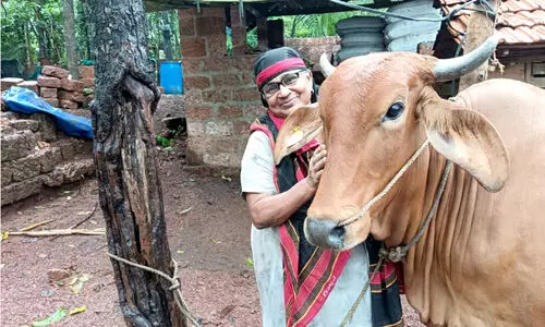 നി​ർ​മ​ല​യു​ടെ ക്ഷീ​ര​ഗാ​ഥ; ക്ഷീ​രോ​ൽ​പാ​ദ​ന മേ​ഖ​ല​യി​ൽ​ വേ​റി​ട്ട വി​ജ​യ​ഗാ​ഥ​യു​മാ​യി മു​ന്നേ​റി ത​ളി​പ്പ​റ​മ്പി​ലെ നി​ർ​മ​ല എ​സ്. നാ​യ​ർ