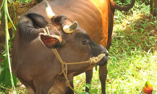 സം​സ്ഥാ​ന​ത്തെ എ​ല്ലാ പ​ശു​ക്ക​ളെ​യും ഇ​ൻ​ഷു​ർ ചെ​യ്യാൻ സ​മ​ഗ്ര ഇ​ൻ​ഷു​റ​ൻ​സ് പ​ദ്ധ​തി ന​ട​പ്പാ​ക്കും -മന്ത്രി