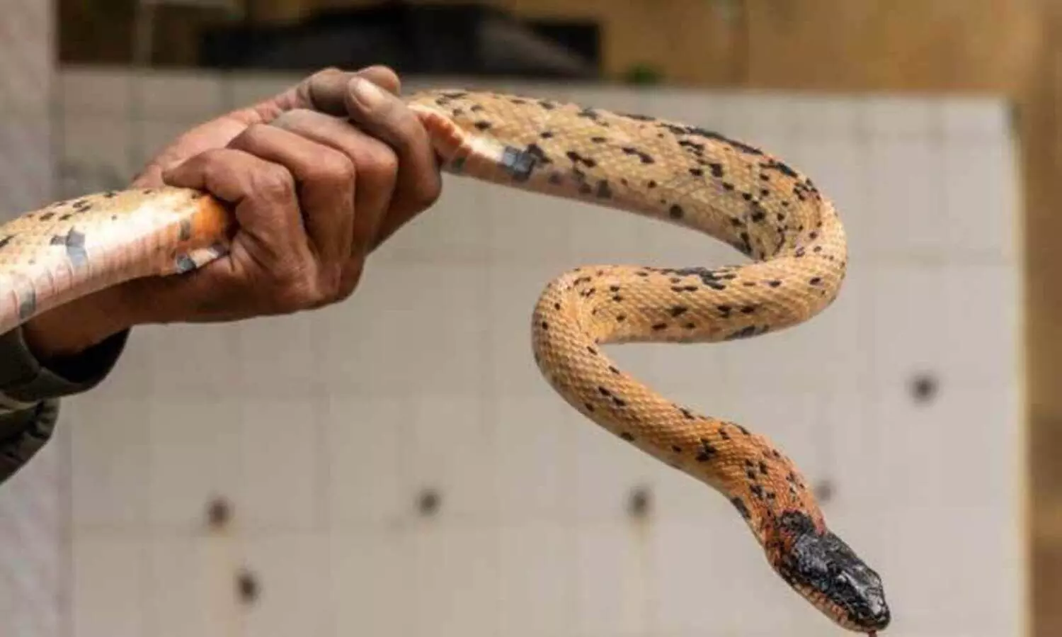 വിഷപ്പാമ്പുകളിൽ നിന്ന് കുട്ടികളെ സംരക്ഷിക്കാം; സ്‌കൂളുകളില്‍ ഉരഗ പരിശോധനയുമായി വനം വകുപ്പ്