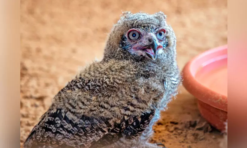 ഷാർജയിൽ മൂന്ന് അപൂർവ മൂങ്ങക്കുഞ്ഞുങ്ങൾ വിരിഞ്ഞു ഷാർജയിൽ മൂന്ന് അപൂർവ മൂങ്ങക്കുഞ്ഞുങ്ങൾ വിരിഞ്ഞു