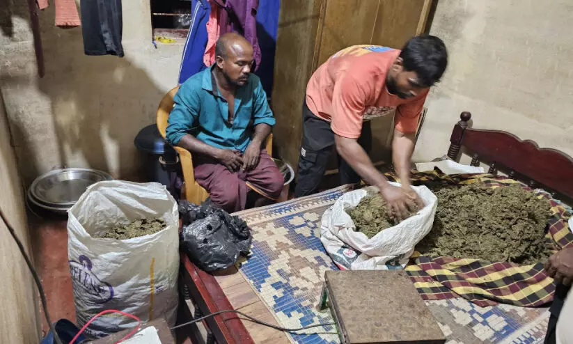 വ​ൻ ലഹരിവേ​ട്ട; 33.05 കി​ലോ​ഗ്രാം ക​ഞ്ചാ​വ് പി​ടി​കൂ​ടി