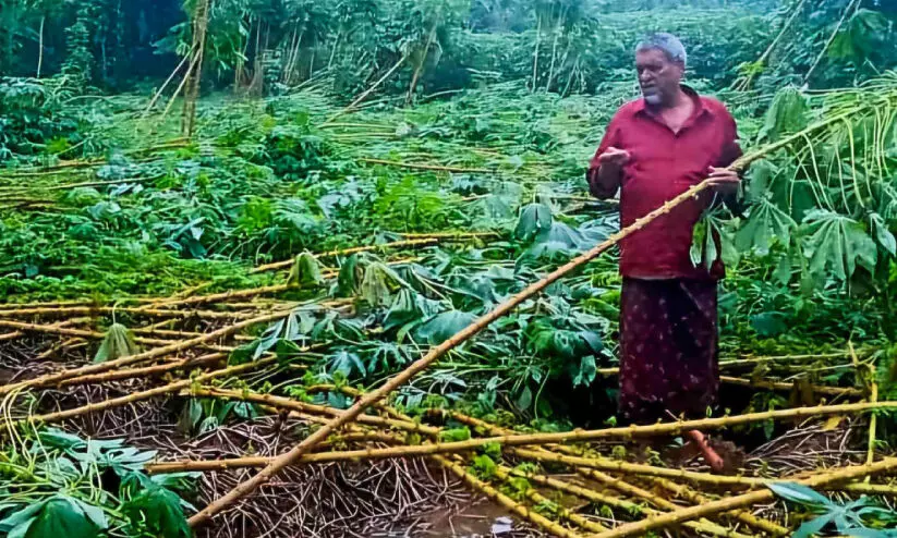 കാറ്റും മഴയും മാട്ടുപുറത്ത്​ വ്യാപക കൃഷി നാശം; 1500ഓളം മരച്ചീനി നിലംപൊത്തി