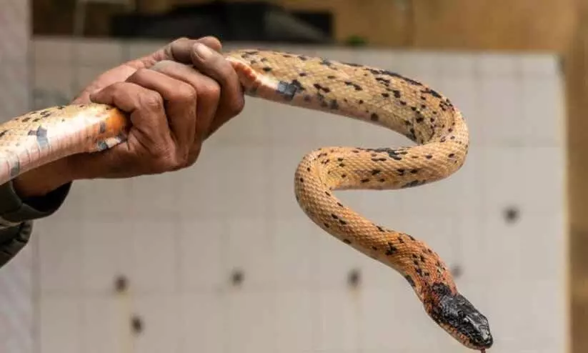 വിഷപ്പാമ്പുകളിൽ നിന്ന് കുട്ടികളെ സംരക്ഷിക്കാം; സ്‌കൂളുകളില്‍ ഉരഗ പരിശോധനയുമായി വനം വകുപ്പ്