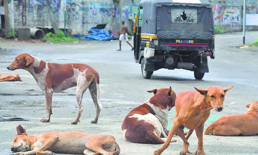 നായ് ഭീതിയിൽ തെരുവോരം; സ്കൂൾ പരിസരങ്ങളും ഭീഷണിയിൽ നായ് ഭീതിയിൽ തെരുവോരം; സ്കൂൾ പരിസരങ്ങളും ഭീഷണിയിൽ