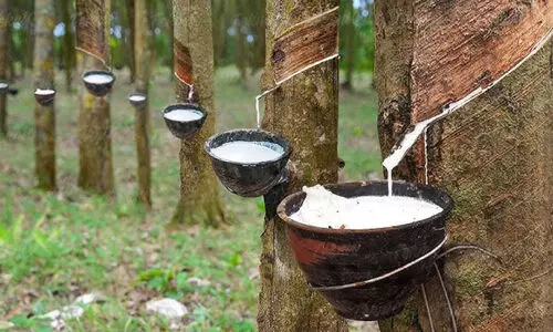 കരുത്തുചോരാതെ റബർ; തേങ്ങ കിട്ടാനില്ല