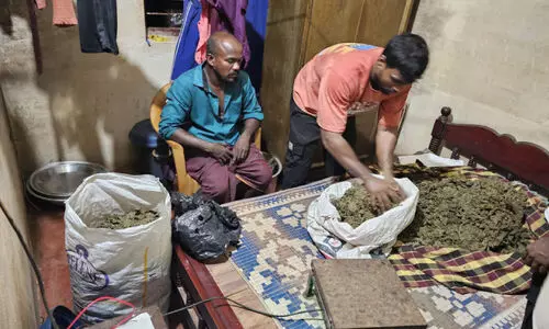 വ​ൻ ലഹരിവേ​ട്ട; 33.05 കി​ലോ​ഗ്രാം ക​ഞ്ചാ​വ് പി​ടി​കൂ​ടി