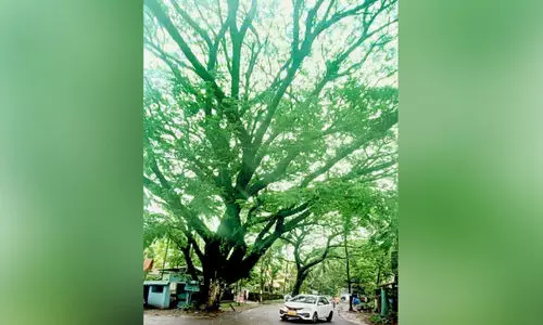 കാറ്റേ നീ വീശരുതിപ്പോൾ...; കോ​ട്ട​ക്ക​ട​വ്-​ചെ​ട്ടി​പ്പ​ടി റൂ​ട്ടി​ൽ മ​റി​ഞ്ഞു​വീ​ഴാ​ൻ പാ​ക​ത്തി​ൽ നി​ര​വ​ധി മ​ര​ങ്ങ​ൾ