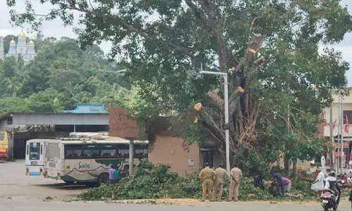 പുനലൂരിൽ അപകടഭീഷണി ഒഴിയുന്നു; മരങ്ങൾ മുറിച്ചുതുടങ്ങി
