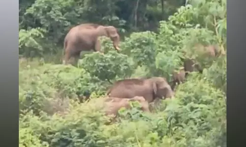 കുറവന്താവളത്ത് കാട്ടാനക്കൂട്ടം ഓടിച്ചു; വൈദ്യുതി ജീവനക്കാർക്ക് പരിക്ക്
