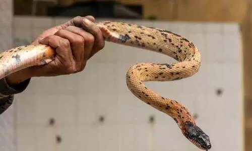 വിഷപ്പാമ്പുകളിൽ നിന്ന് കുട്ടികളെ സംരക്ഷിക്കാം; സ്‌കൂളുകളില്‍ ഉരഗ പരിശോധനയുമായി വനം വകുപ്പ്