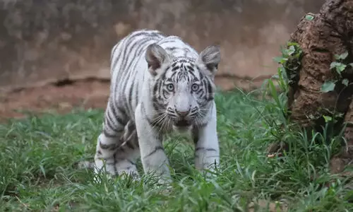 നന്ദൻകാനൻ മൃഗശാലയിലെ വെള്ളക്കടുവക്കുട്ടി ചത്തു; കാരണം കണ്ടുപിടിക്കാനാവാതെ അധികൃതർ