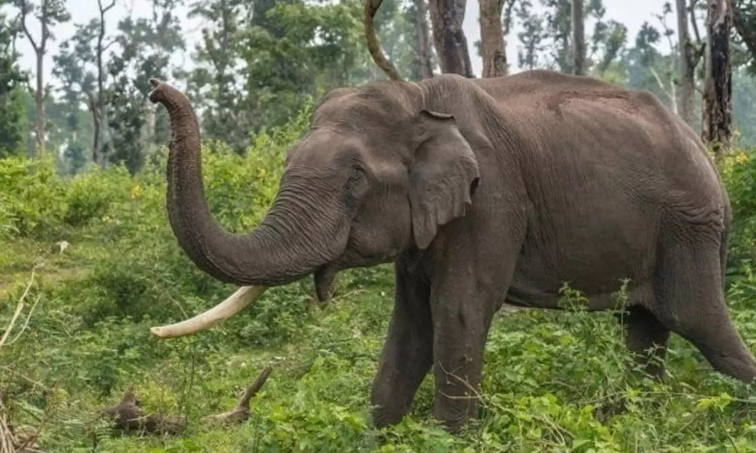 ഉ​ണ്ണി​ക്കു​ള​ത്ത് കാ​ട്ടാ​ന കാ​ർ​ഷി​ക വി​ള​ക​ൾ ന​ശി​പ്പി​ച്ചു