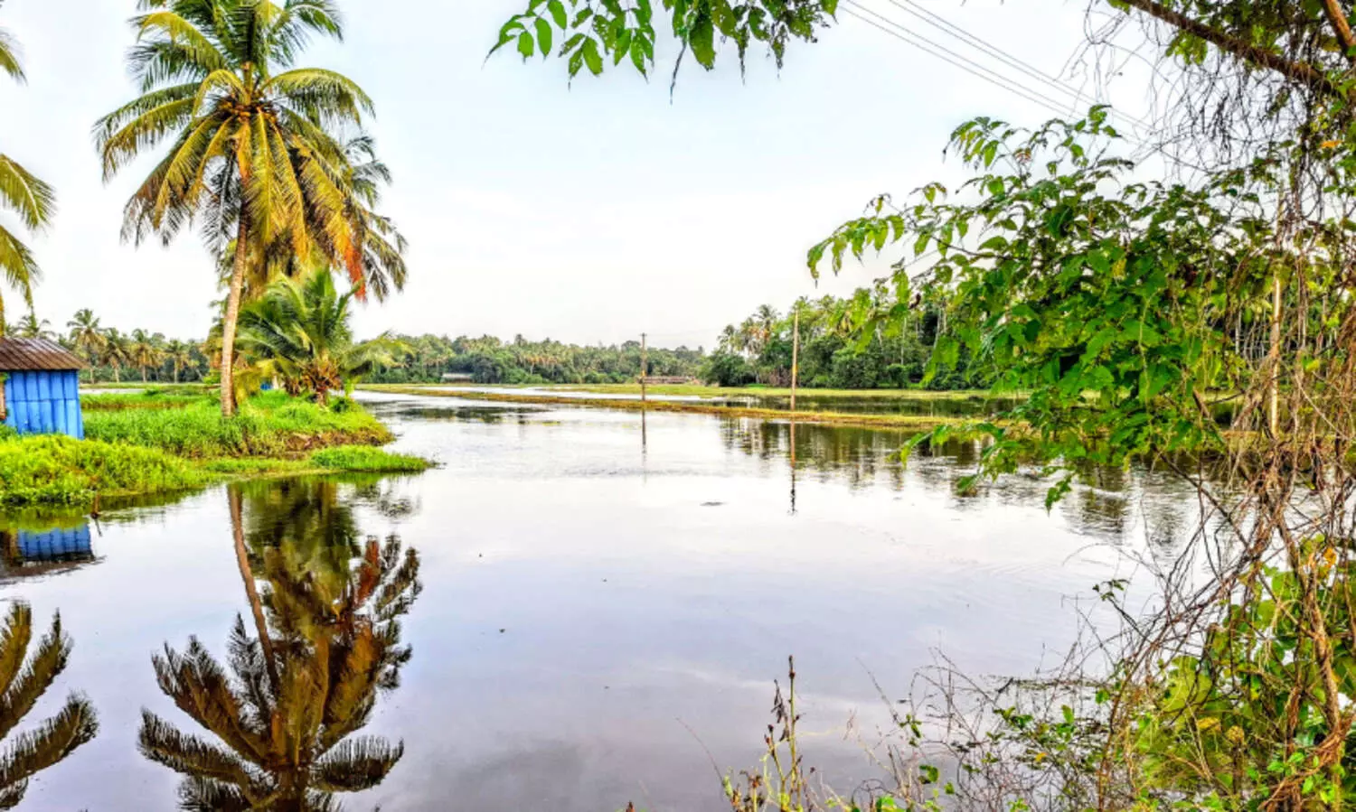 മാ​രേ​ക്കാ​ട് ക​ട​വ്; വികസനം കാത്ത് നീർപക്ഷികളുടെ പറുദീസ
