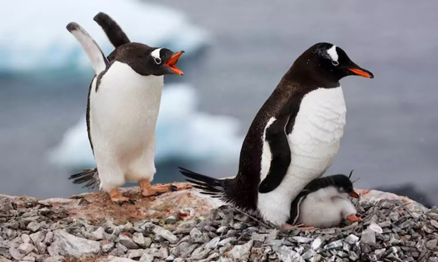 മഹാരാഷ്ട്രയിൽ പിറന്ന പെൻഗ്വിൻ കുഞ്ഞുങ്ങൾക്ക് മറാത്തി പേരിടണമെന്ന് ബി.ജെ.പി