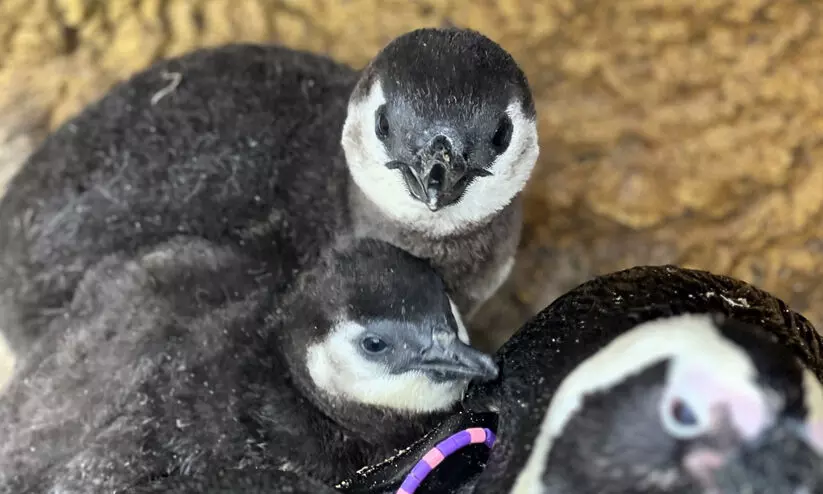 മഹാരാഷ്ട്രയിൽ ജനിച്ച പെൻഗ്വിൻ കുഞ്ഞുങ്ങൾക്ക് മറാത്തി പേര് തന്നെ നൽകണം -ആവശ്യവുമായി ബി.ജെ.പി