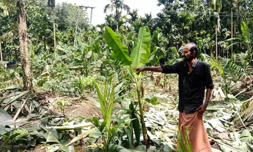 കാട്ടാനക്കൂട്ടം വീണ്ടും കൃഷി നശിപ്പിച്ചു; ഒരാഴ്ചക്കുള്ളിൽ മൂന്നാം തവണയാണ് കൃഷി നശിപ്പിക്കുന്നത് കാട്ടാനക്കൂട്ടം വീണ്ടും കൃഷി നശിപ്പിച്ചു; ഒരാഴ്ചക്കുള്ളിൽ മൂന്നാം തവണയാണ് കൃഷി നശിപ്പിക്കുന്നത്