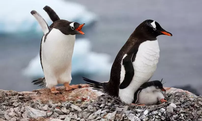 മഹാരാഷ്ട്രയിൽ പിറന്ന പെൻഗ്വിൻ കുഞ്ഞുങ്ങൾക്ക് മറാത്തി പേരിടണമെന്ന് ബി.ജെ.പി മഹാരാഷ്ട്രയിൽ പിറന്ന പെൻഗ്വിൻ കുഞ്ഞുങ്ങൾക്ക് മറാത്തി പേരിടണമെന്ന് ബി.ജെ.പി