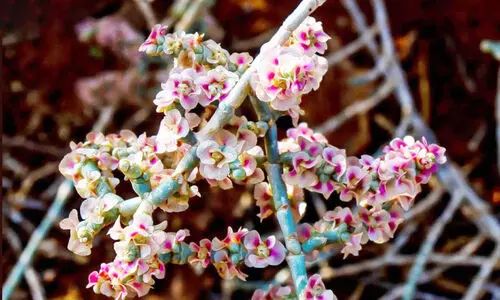 മരുഭൂമിയിൽ വസന്തം മായുംമുമ്പ്​ വർണവിസ്​മയ കാഴ്​ചകൾ