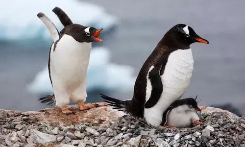 മഹാരാഷ്ട്രയിൽ പിറന്ന പെൻഗ്വിൻ കുഞ്ഞുങ്ങൾക്ക് മറാത്തി പേരിടണമെന്ന് ബി.ജെ.പി