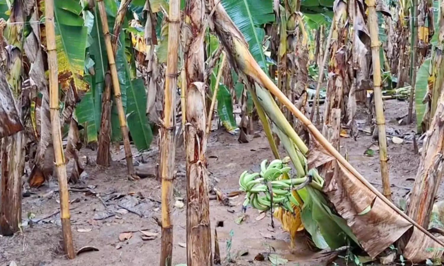 കാലവർഷത്തിൽ അപ്പർ കുട്ടനാട്ടിൽ വൻ കൃഷിനാശം