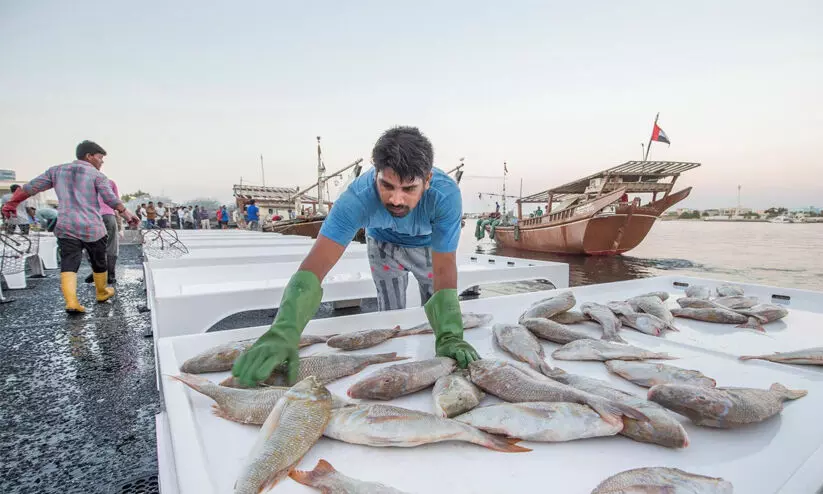 fisherman in ajman