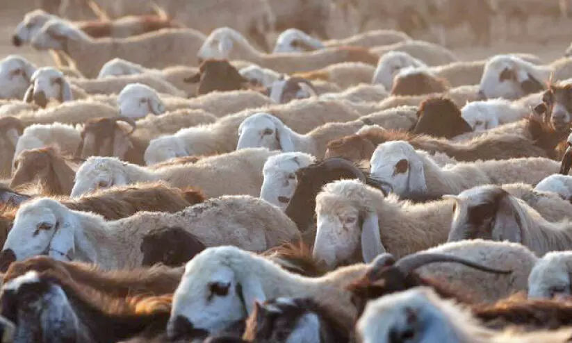 animals for Eid al-adha