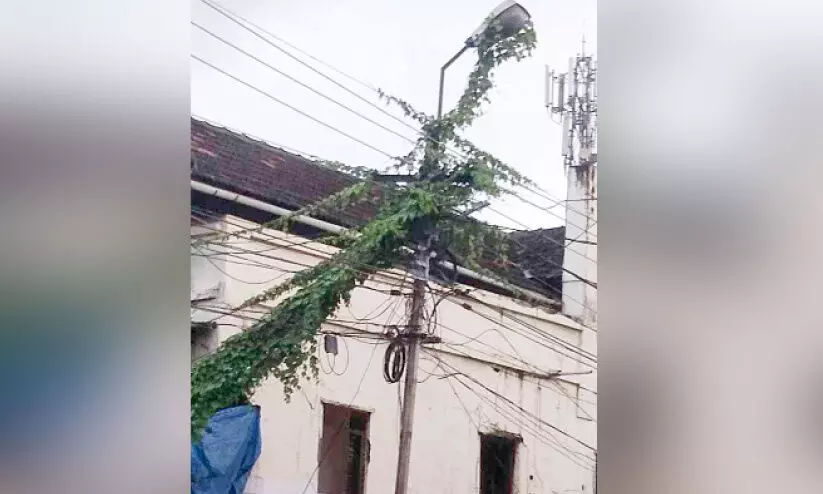 അ​പ​ക​ട ഭീ​ഷ​ണിയുയർത്തി വൈ​ദ്യു​തി തൂ​ണു​ക​ളി​ൽ പാ​ഴ്ചെ​ടി​ക​ൾ